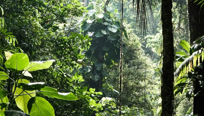 Forêt tropicale au Costa Rica